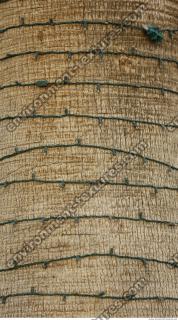 bark palm photo texture